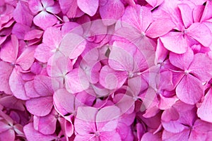 Close up of hydrangea hortensia pink flowers