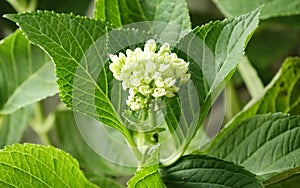 Close-up of the hydrangea macrophylla.