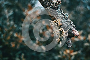 Close-up of hypogymnia in a branch