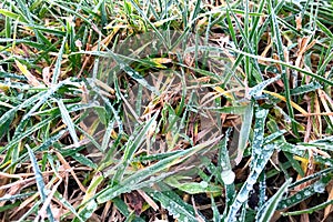 Close-up of ice drops on a carpet of green and dry grass. Natural autumn background, frozen beauty of changing seasons