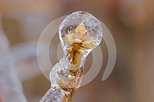 Close up ice enveloped plant bud; macro