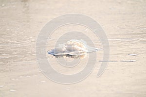 Close-up of ice floes floating on the river. Spring, snow melts, floods begin and the river overflows. Day, cloudy