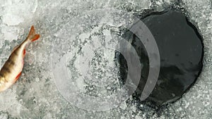 Close up of ice hole on frozen lake with catched fish. Vertical video