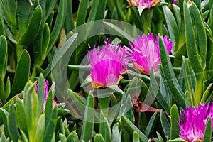 Close up of Ice Plant during spring