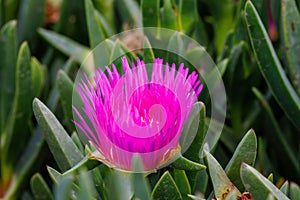 Close up of Ice Plant during spring