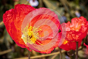 Close up of Iceland Poppy Papaver nudicaule blooming in a garden
