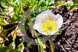 Close up of Iceland poppy Papaver nudicaule blooming in a garden in California