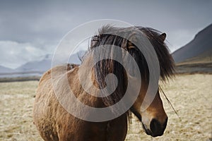 Close up of an Icelandic brown horse on a field