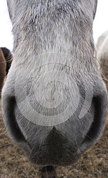 Close up of Icelandic horse nose