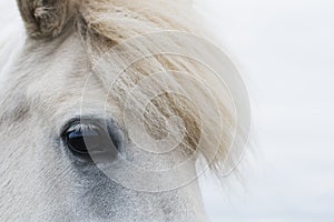 Close-up of Icelandic horses on the open field