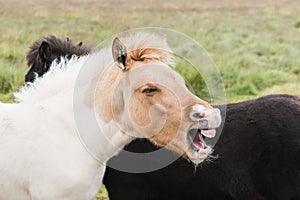 Close-up of Icelandic horses on the open field with mouth open as if laughing out loud or screaming photo