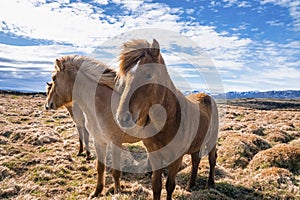 Close-up of Icelandic horses standing on grassy field on mountain against blue sky