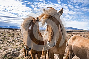 Close-up of Icelandic horses standing on grassy field in valley against blue sky