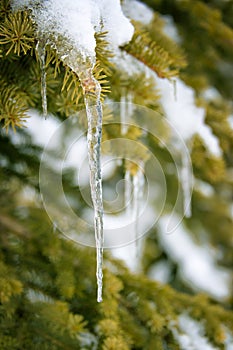 Close up of an icicle hanging on a snowy pine tree branch