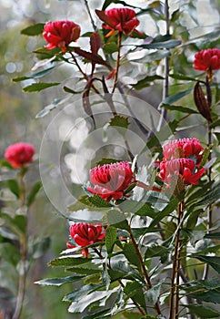 Close up of iconic red Australian native waratah flowers, Telopea speciosissima, family Proteaceae