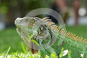 Close up of Iguana