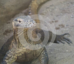 Close up of Iguana Ctenosaura clarki, commonly known as Balsas armed lizard, Michoacan dwarf spiny tailed iguana or photo