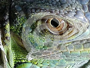 Close up iguana eye beautiful green scales