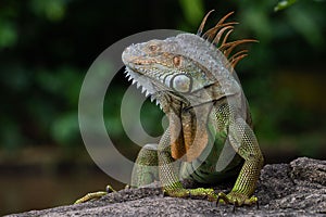 Close-up on an Iguana Lizard in a Park