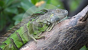 Close up of an iguana in a mangrove tree