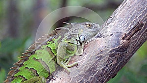 Close up of an iguana in a mangrove tree