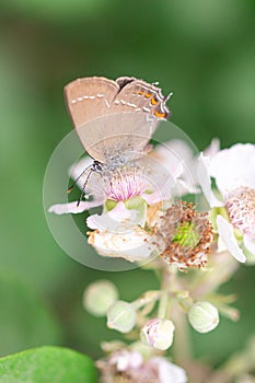 Close up of a ilex hairstreak satyrium ilicis on a blackberry rubus blossom seen at Mattinata, Gargano National Park, Apulia I