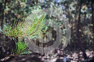 Close up of illuminated pine needles; blurred evergreen forest in the background; Point Lobos State Natural Reserve, Carmel-by-the