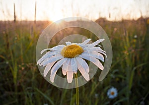 Close-up illuminated by summer sunrays chamomile with dew drops in dawn.