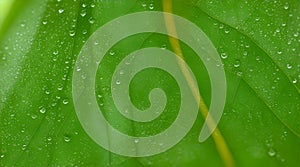 Close-up illustration of a fresh green leaf with dew drops on the leaf. Background. generative AI