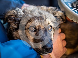 Close up of Illyrian shepherd dog head with brown eyes