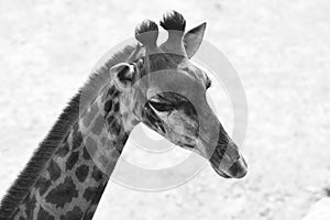 A close-up image of an adult giraffe`s head