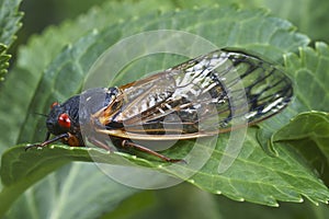 Close-up image of adult Pharaoh cicada