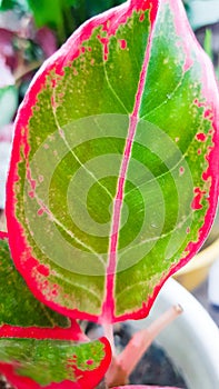 A close up image of the Aglaonema Creta plant