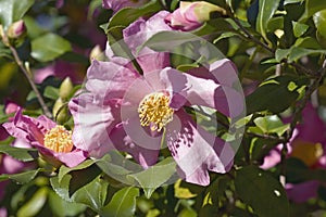 Close-up image of Agnes O. Solomon camellia flower