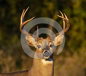 Close up image of an alert large whitetail buck taken in the warm evening sun.