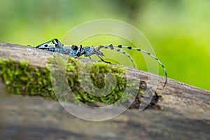 Close up image of the Alpine Longicorn beetle