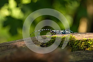 Close up image of the Alpine Longicorn beetle