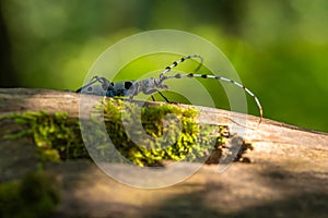 Close up image of the Alpine Longicorn, a blue beetle