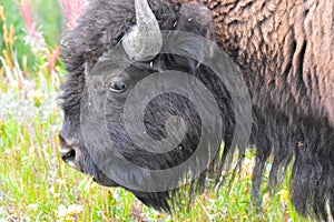 Close up image of an American bison (Bison bison). Yellowstone National Park, Wyoming, USA.