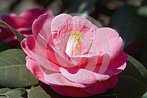 Close-up image of Anacostia japanese camellia flower