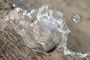 Spiral shell snail under wave