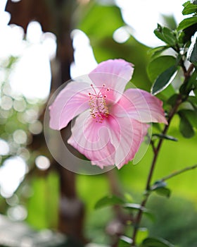 Close up image of Anther and stigma of a hibiscus flower