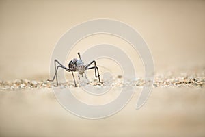 Close up image of an armour plated ground cricket. Namibia.