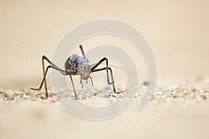 Close up image of an armour plated ground cricket. Namibia. Macro shot.