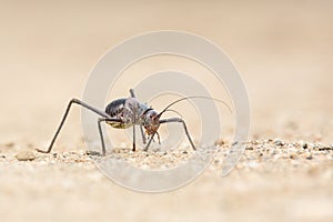 Close up image of an armour plated ground cricket. Namibia. Macro shot. On rocky ground. Searching for food. Scary looking insect.