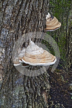 Close up image of Artistâ€™s conk fungi.