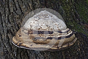Close up image of Artistâ€™s conk fungus.