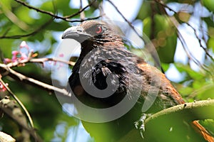 Close-up image of an Ati Kukula bird (Greater Coucal)
