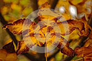 Close up image of an autumnal maple leaf