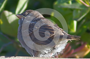 Close up image of a baby fledgling sparrow